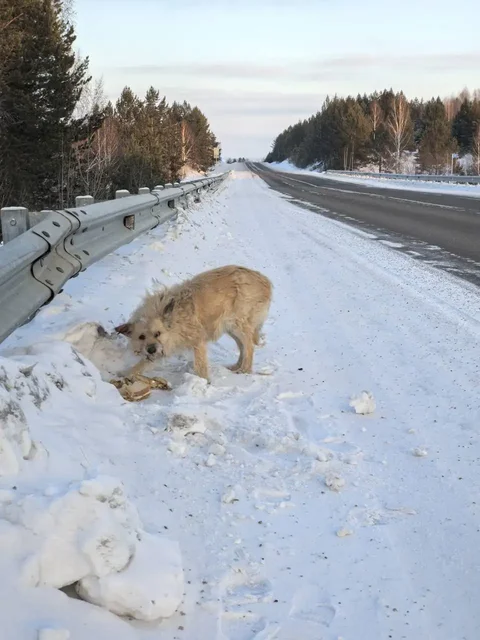 Потеряшка Иркутск животные - Животные в Иркутск