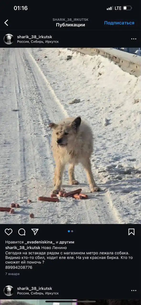Потеряшка Иркутск животные - Животные в Иркутск