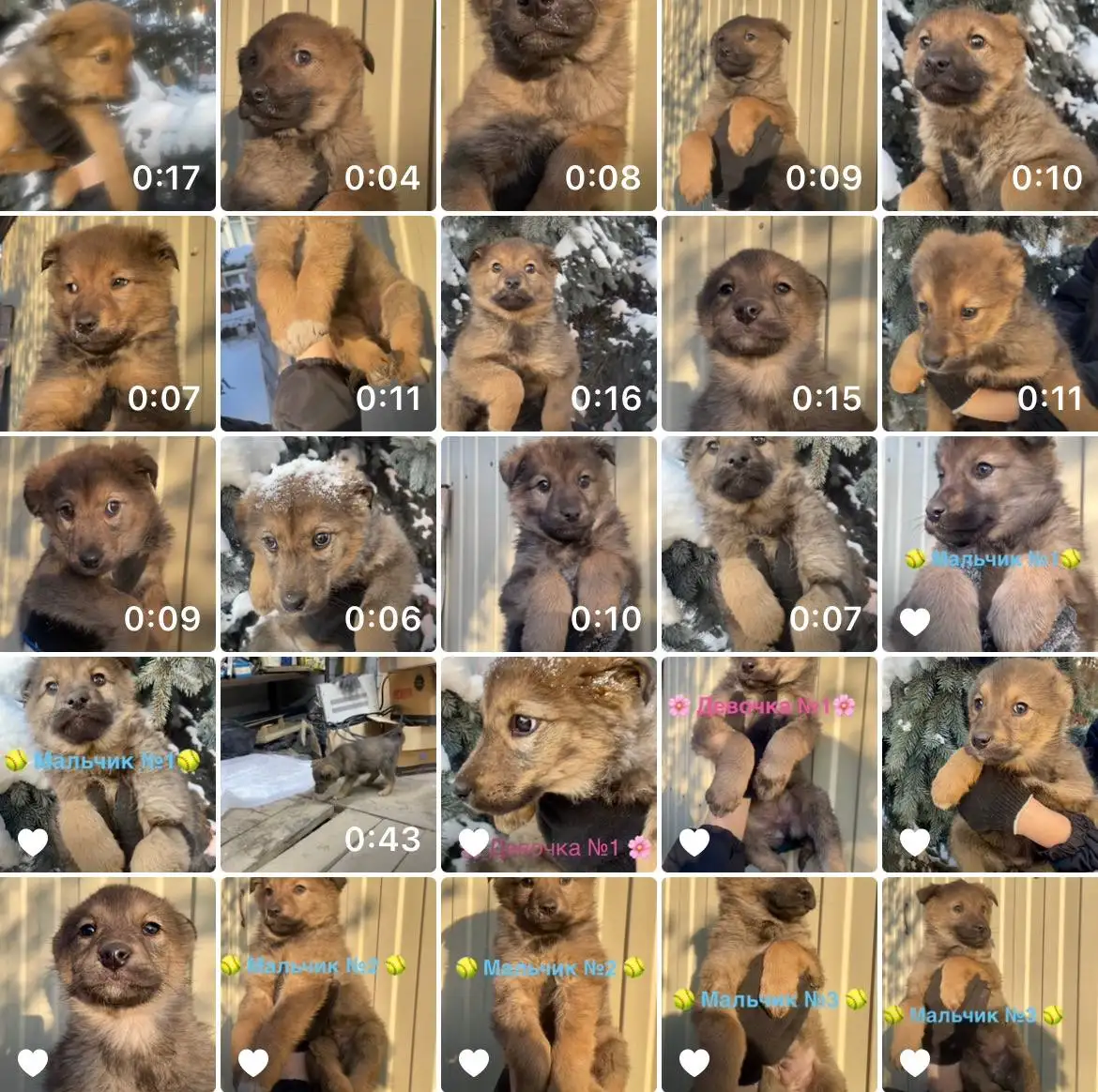 Щенки от Евы (Лисихенское) в Иркутске - Собаки (Животные) в Иркутск