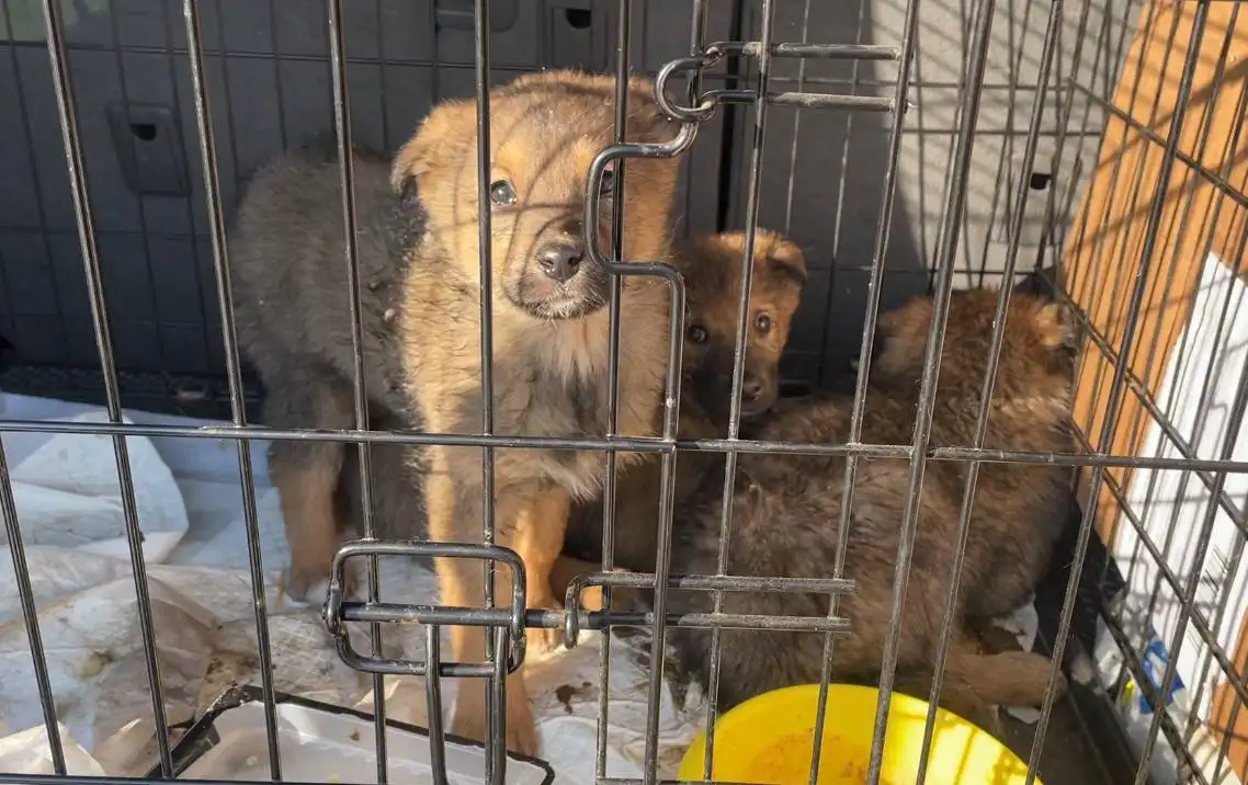 Потеряшка щенок в Иркутске - Потерянные животные (Животные) в Иркутск