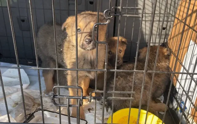 Потеряшка щенок в Иркутске - Животные в Иркутск