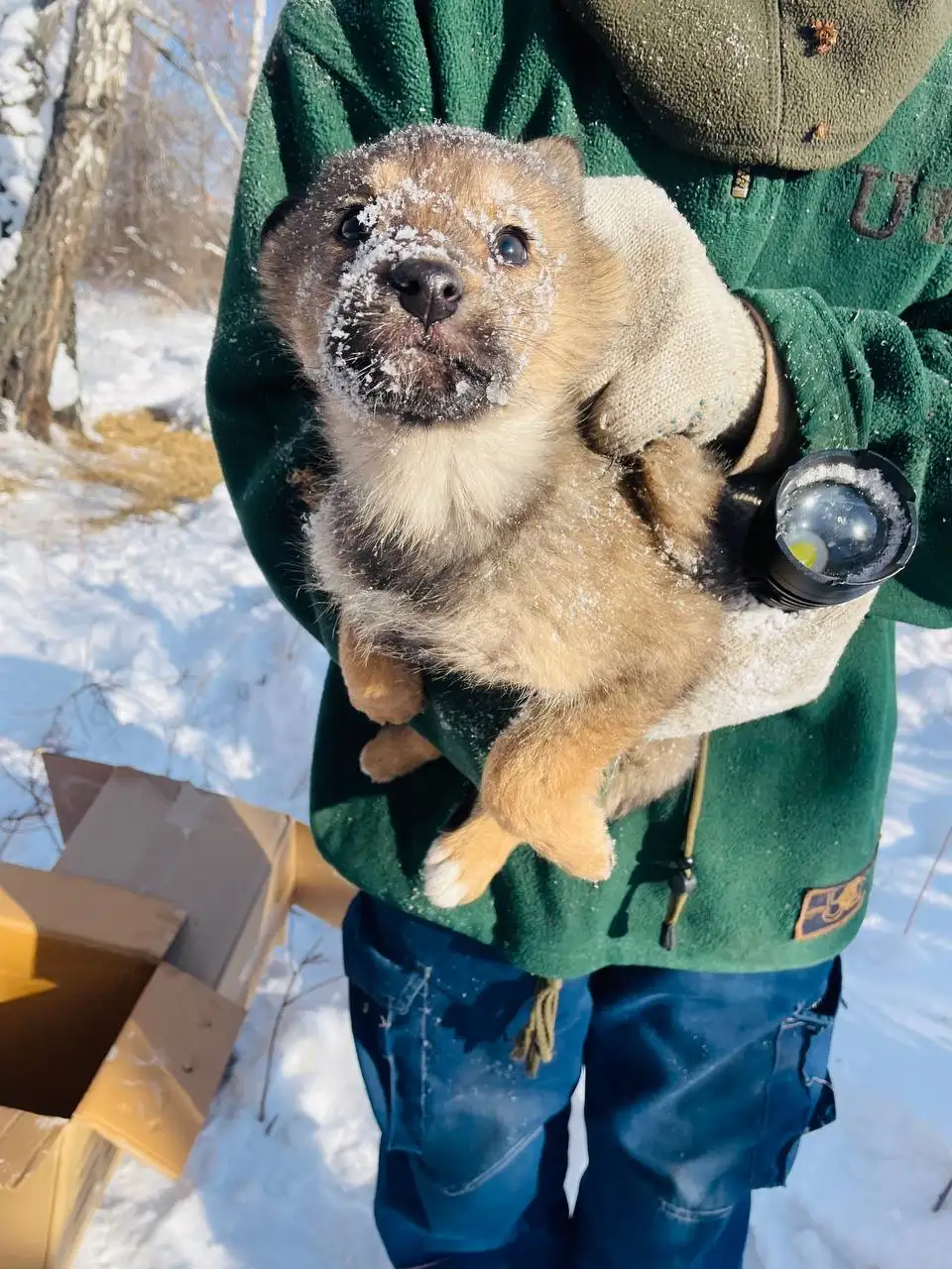 Потеряшка щенок в Иркутске - Потерянные животные (Животные) в Иркутск