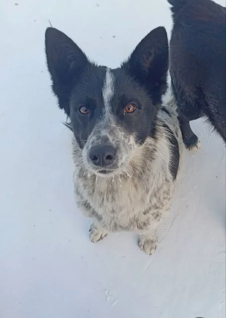 Срочно нужна передержка для бездомных собак - Животные в Иркутск