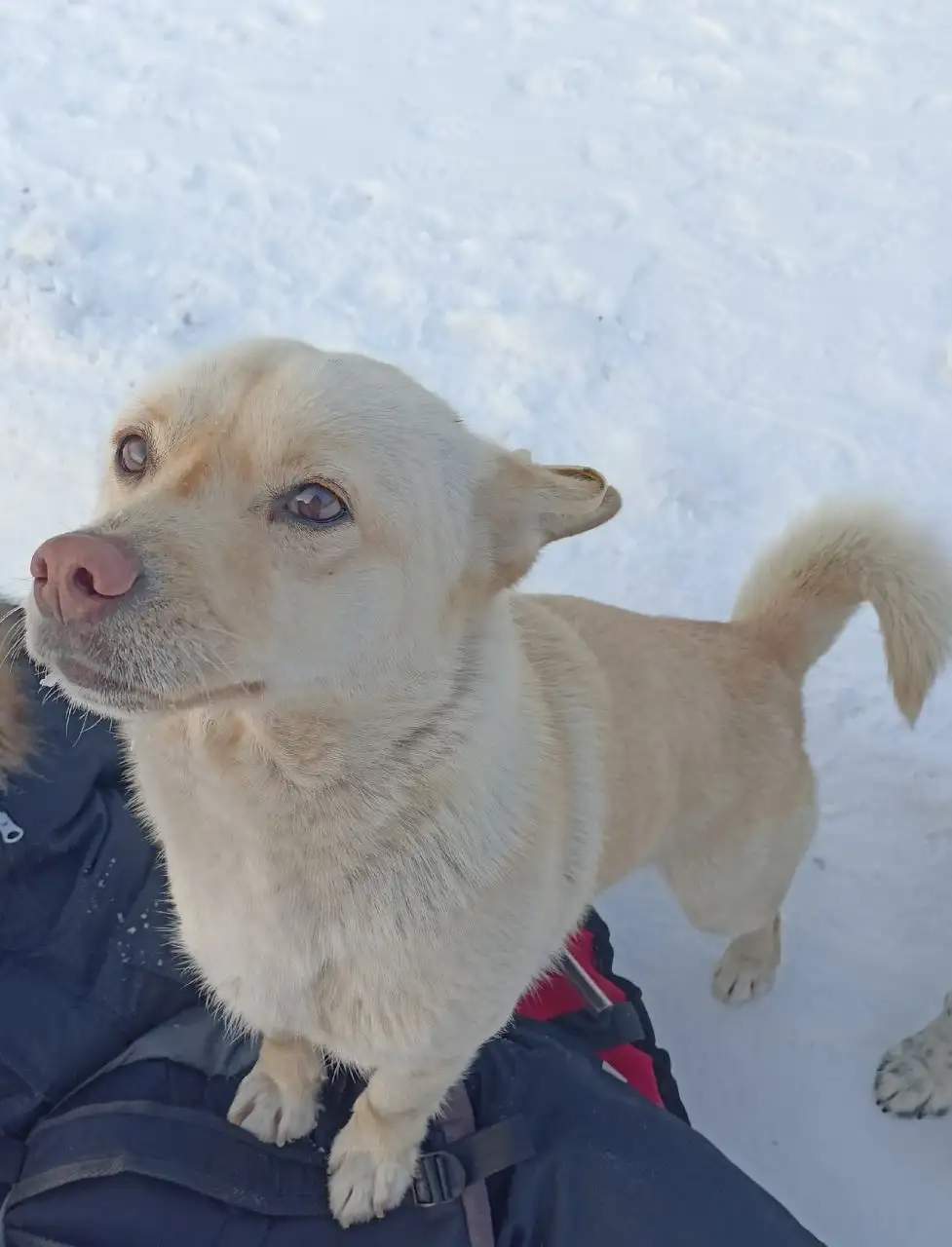 Срочно нужна передержка для бездомных собак - Животные в Иркутск