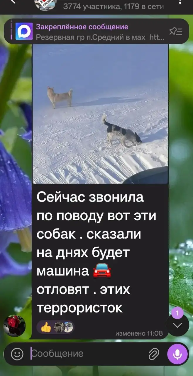 Срочно нужна передержка для бездомных собак - Животные в Иркутск