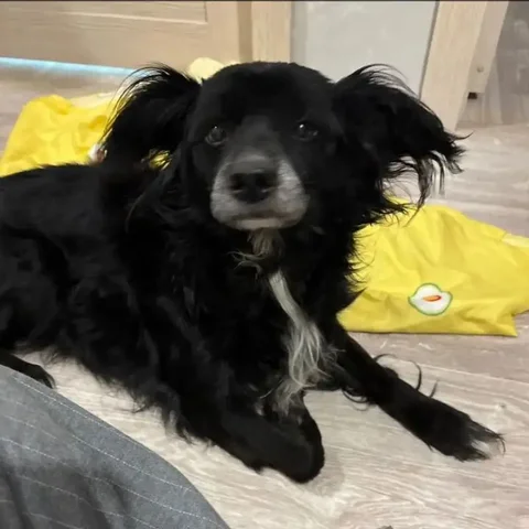 Взрослый пес в добрые руки - Собаки в Иркутск