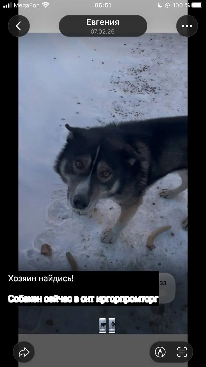 Потерянная собака в Иркутске - Собаки (Животные) в Иркутск