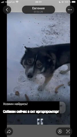 Потерянная собака в Иркутске - Собаки в Иркутск