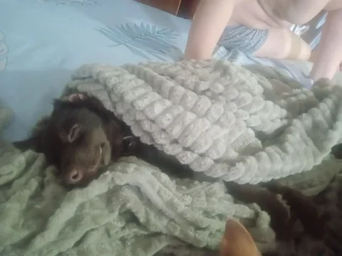 Потерялась собака дворняга в Ангарске - частное объявление в Ангарск