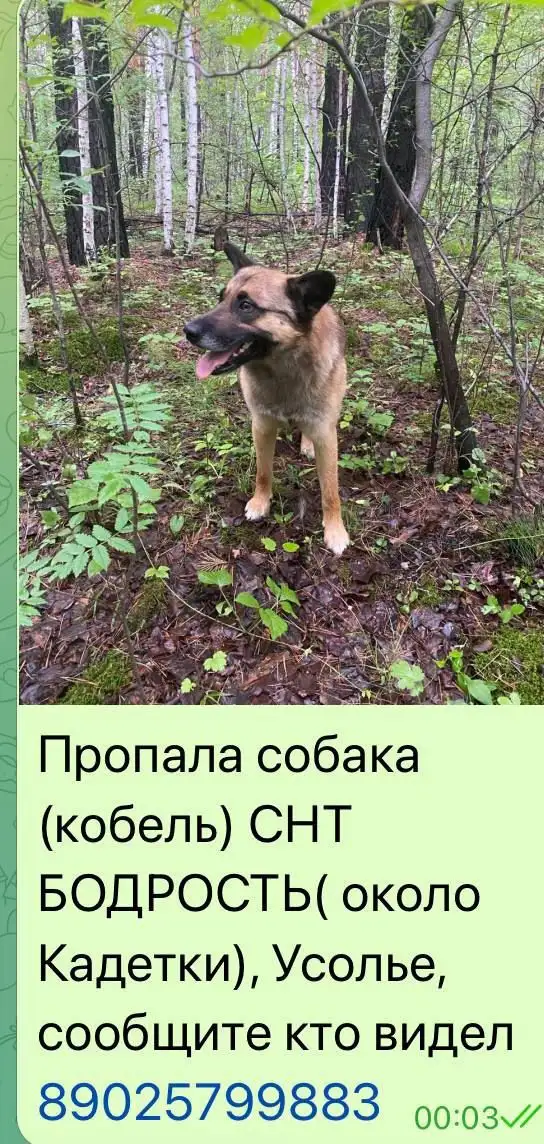 Потеряшка в Усолье - Животные в Усолье