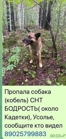 Потеряшка в Усолье - Птица в Усолье