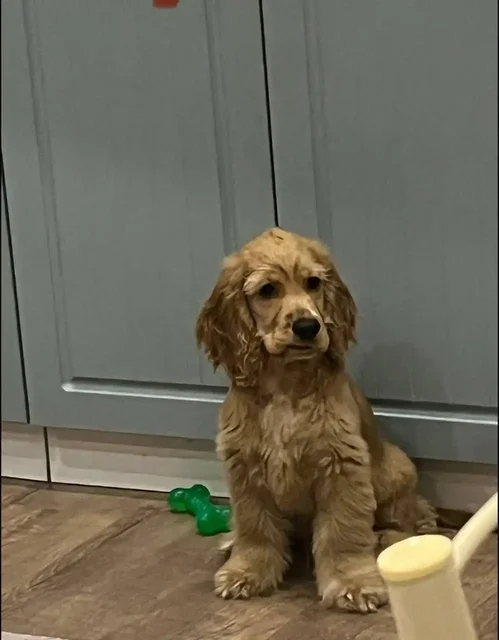 Пропала собака в Шелехове - частное объявление в Шелехов