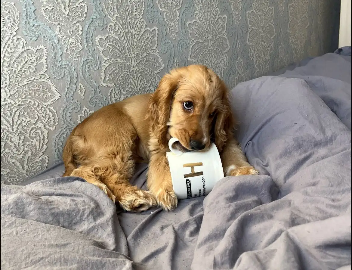 Пропала собака в Шелехове - Пропажа/Поиск (Животные) в Шелехов