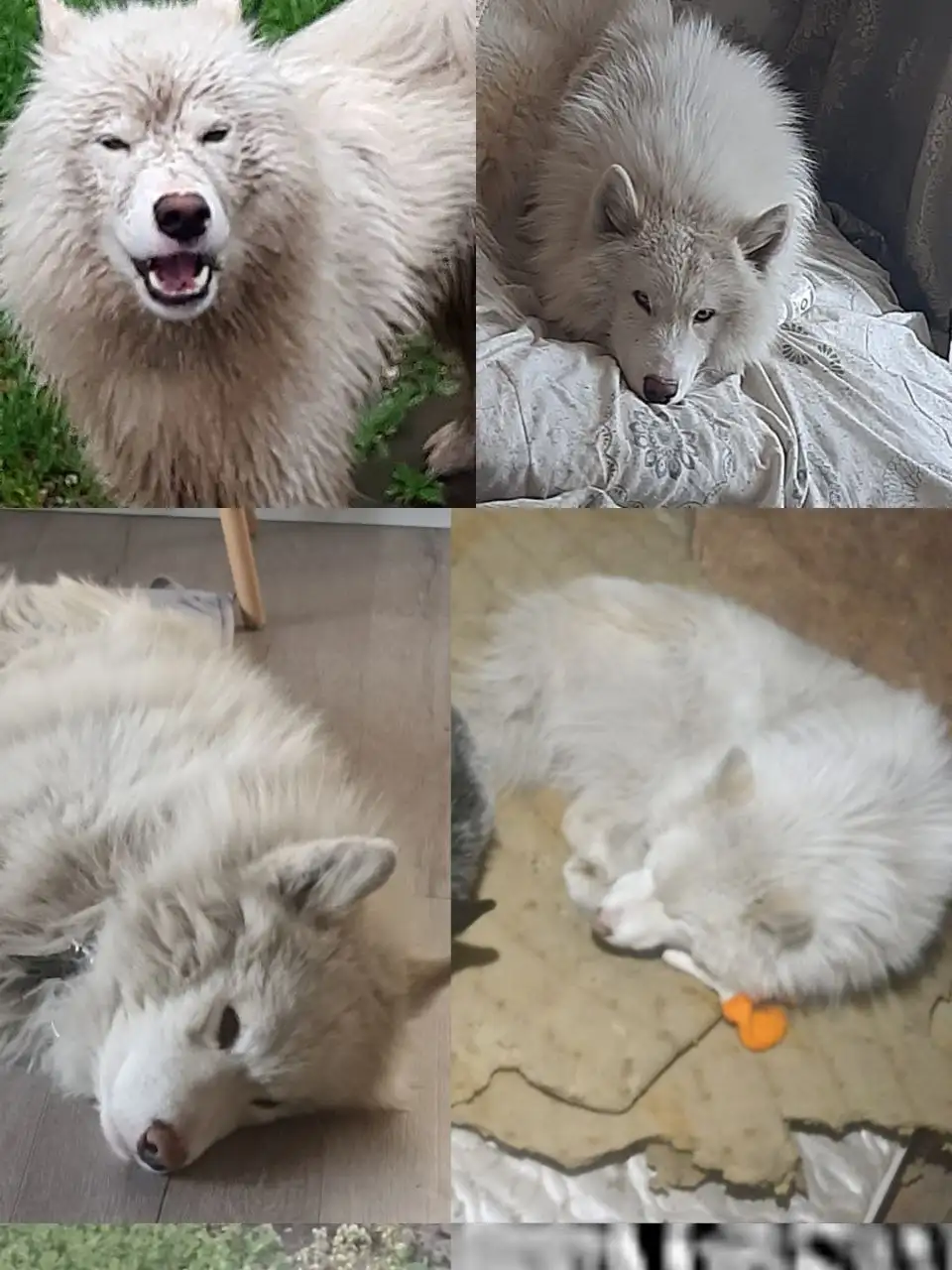 Потерялась самоедская лайка Лакки в Иркутске - Собаки (Животные) в Иркутск