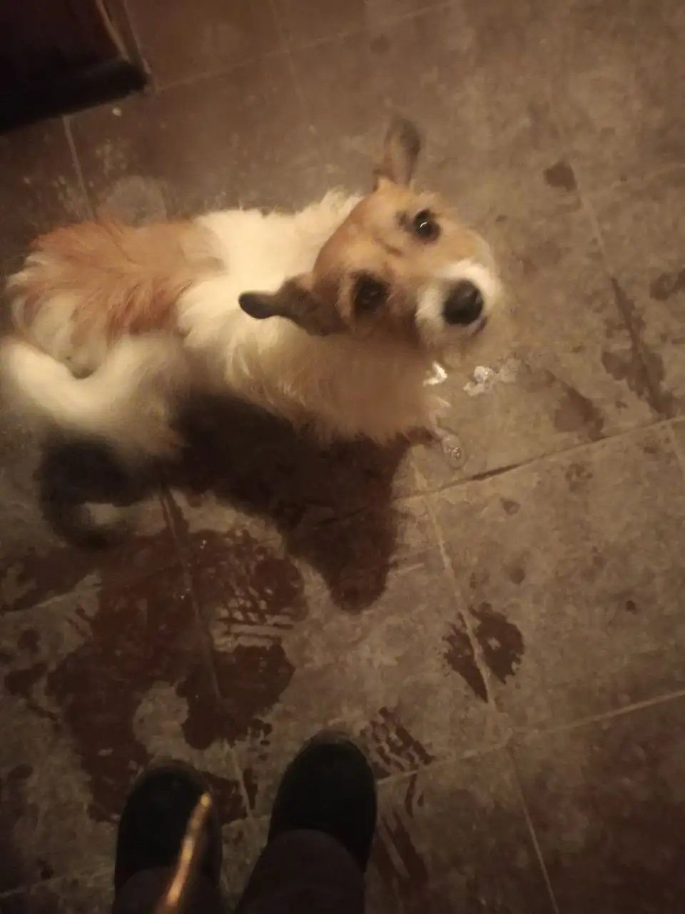 Найдена собака в Иркутске - Собаки (Животные) в Иркутск