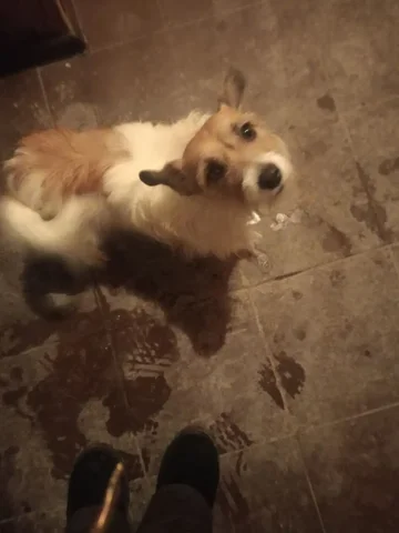 Найдена собака в Иркутске - Собаки в Иркутск