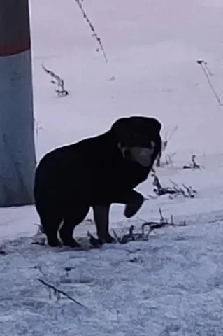 Потерянная собака в районе ж/д станции Мельниково - Животные в Иркутск