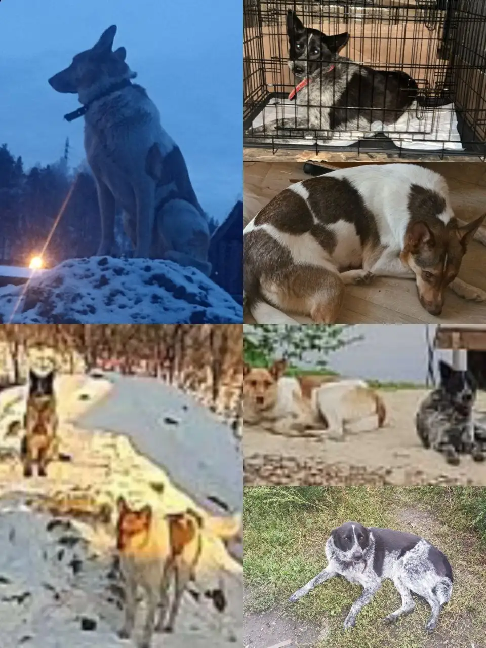 Потерялись три собаки в Черемушках и Смоленщине - Потерянные животные (Животные) в Иркутск