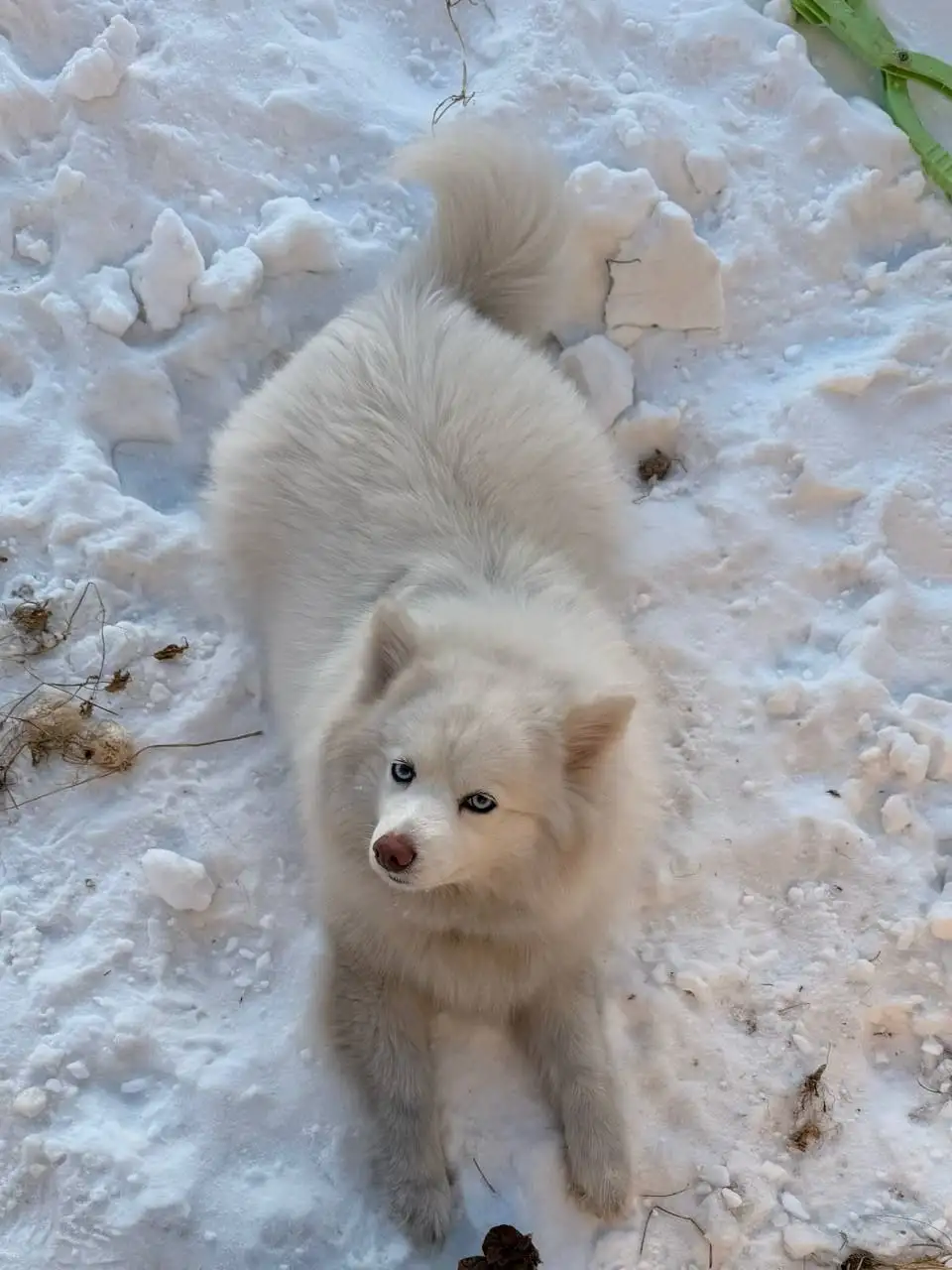 Пропала собака породы помски в Иркутске - Собаки (Животные) в Иркутск