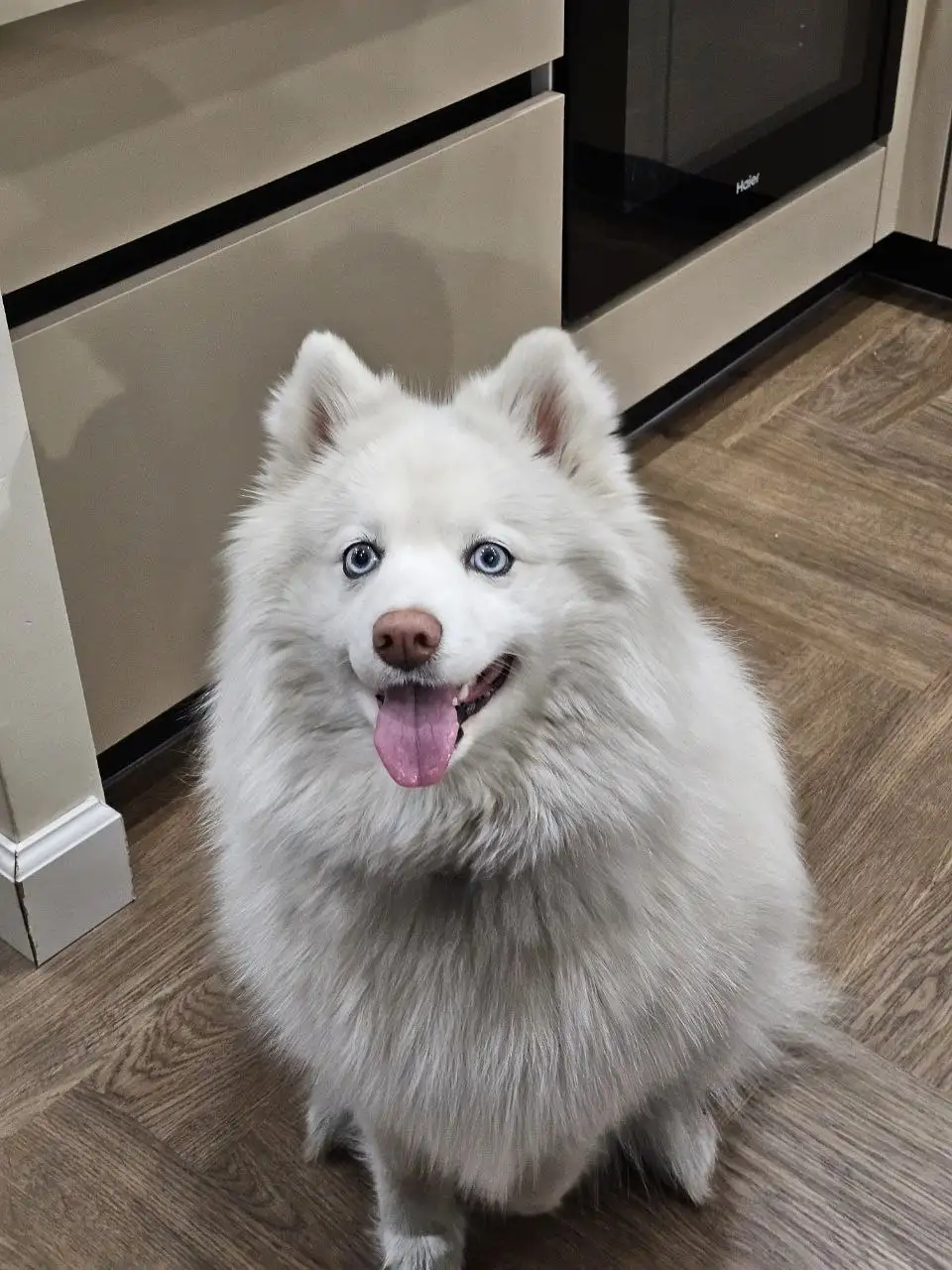 Пропала собака породы помски в Иркутске - Собаки (Животные) в Иркутск