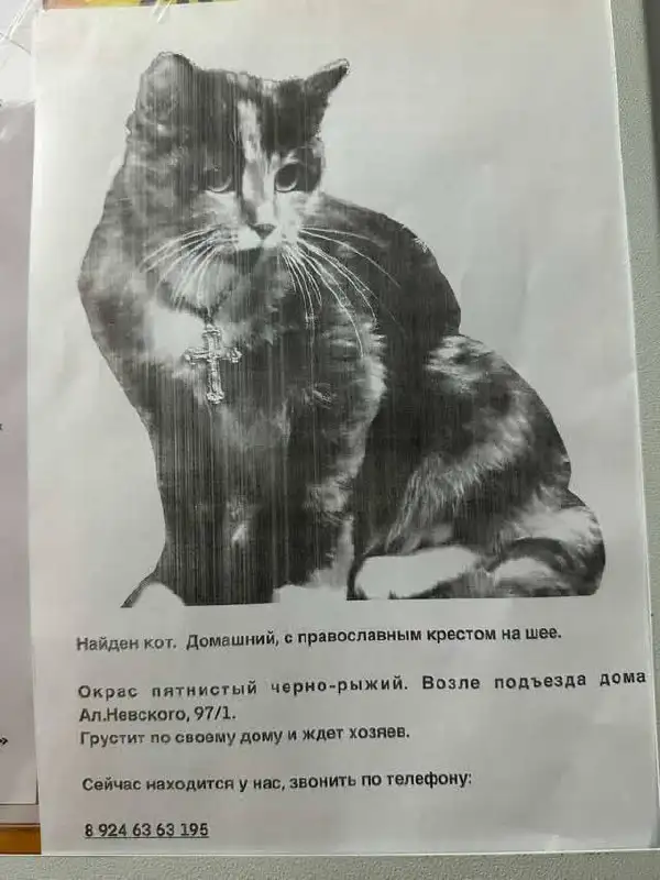 Потеряшка Иркутск животные - Потеряшки (Животные) в Иркутск