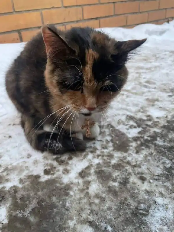 Найден домашний кот с крестом на шее - Кошки (Животные) в Иркутск