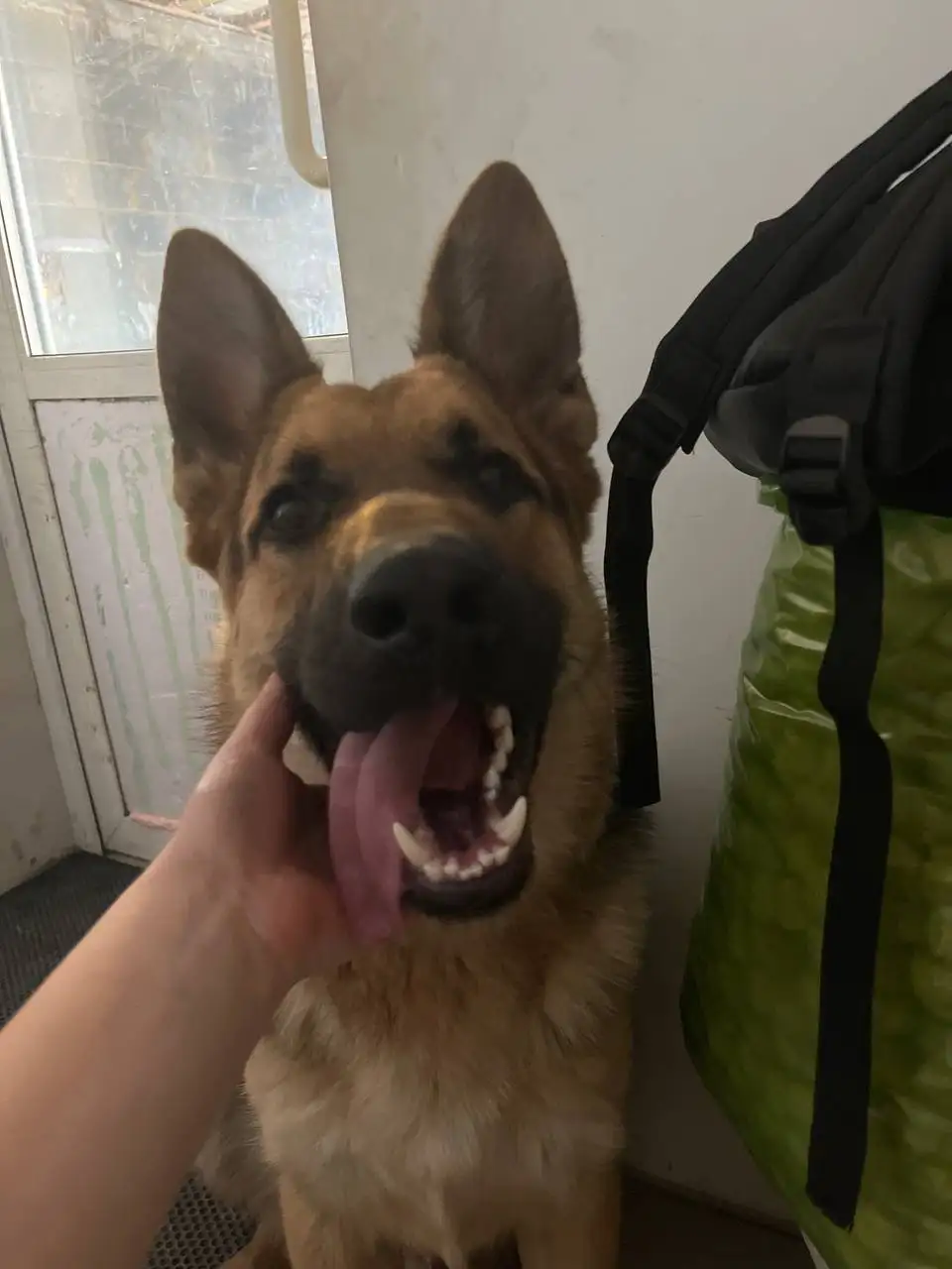 Овчарка кобель на передержку - Животные в Иркутск