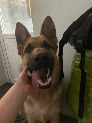 Овчарка кобель на передержку - Животные в Иркутск