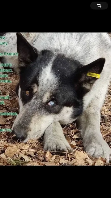 Поиск двух потерявшихся собак в Иркутске - Животные в Иркутск