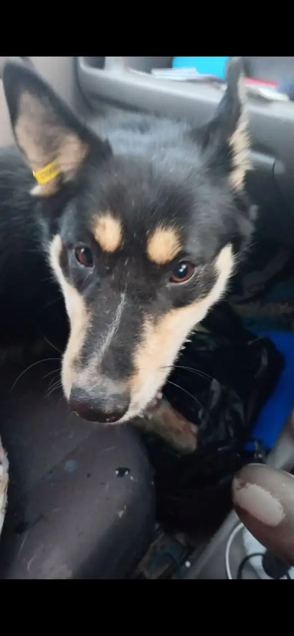 Поиск двух потерявшихся собак в Иркутске - Поиск животных (Животные) в Иркутск