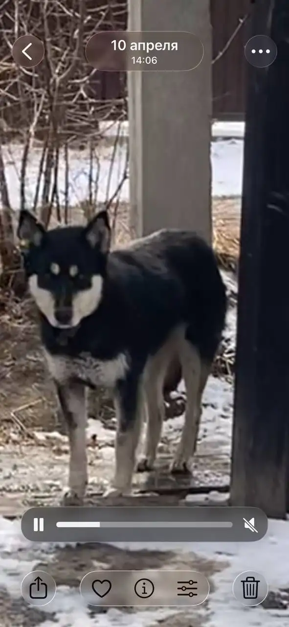 Поиск двух потерявшихся собак в Иркутске - Поиск животных (Животные) в Иркутск