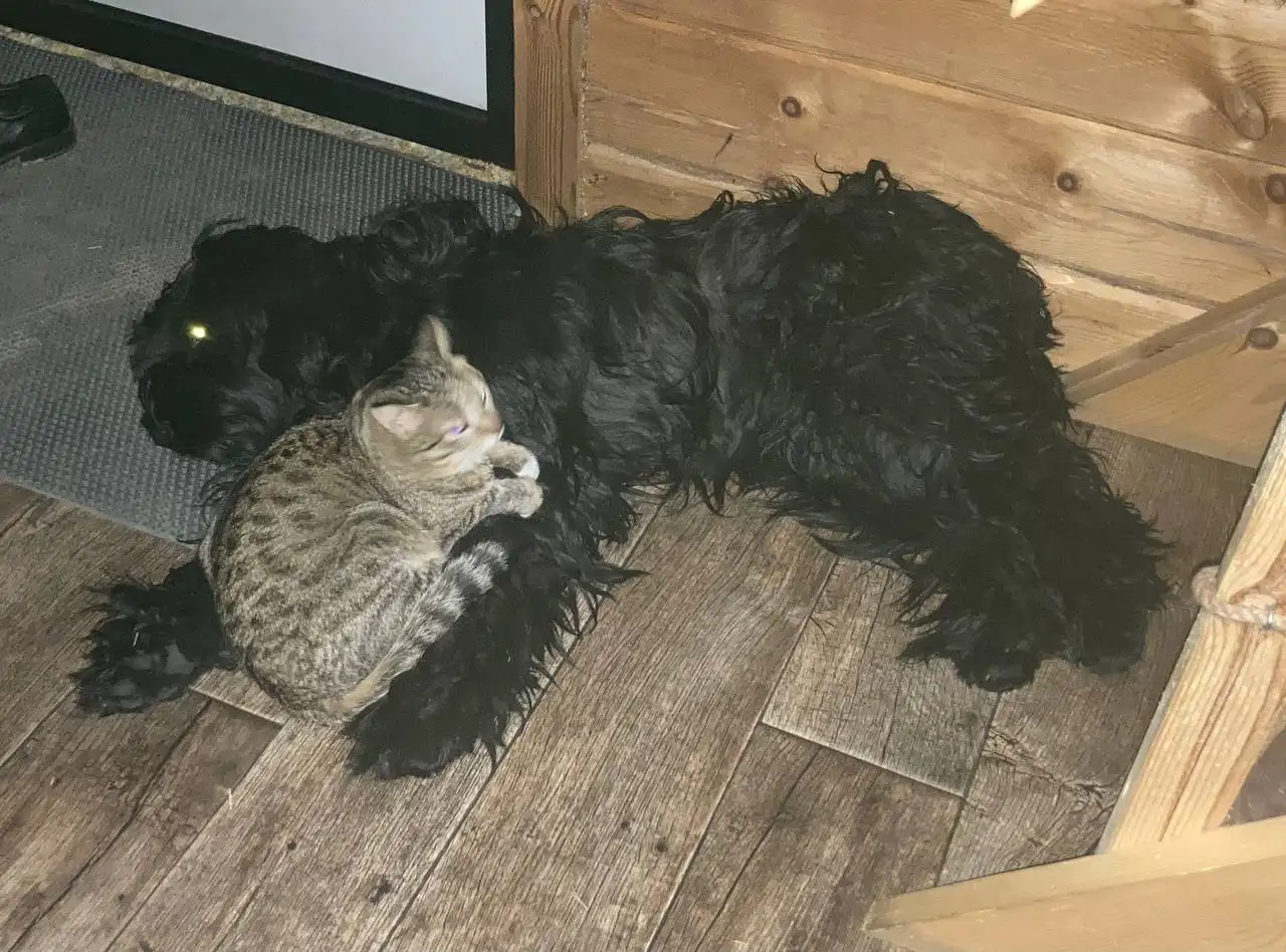 Котята в Иркутске - Кошки (Животные) в Иркутск