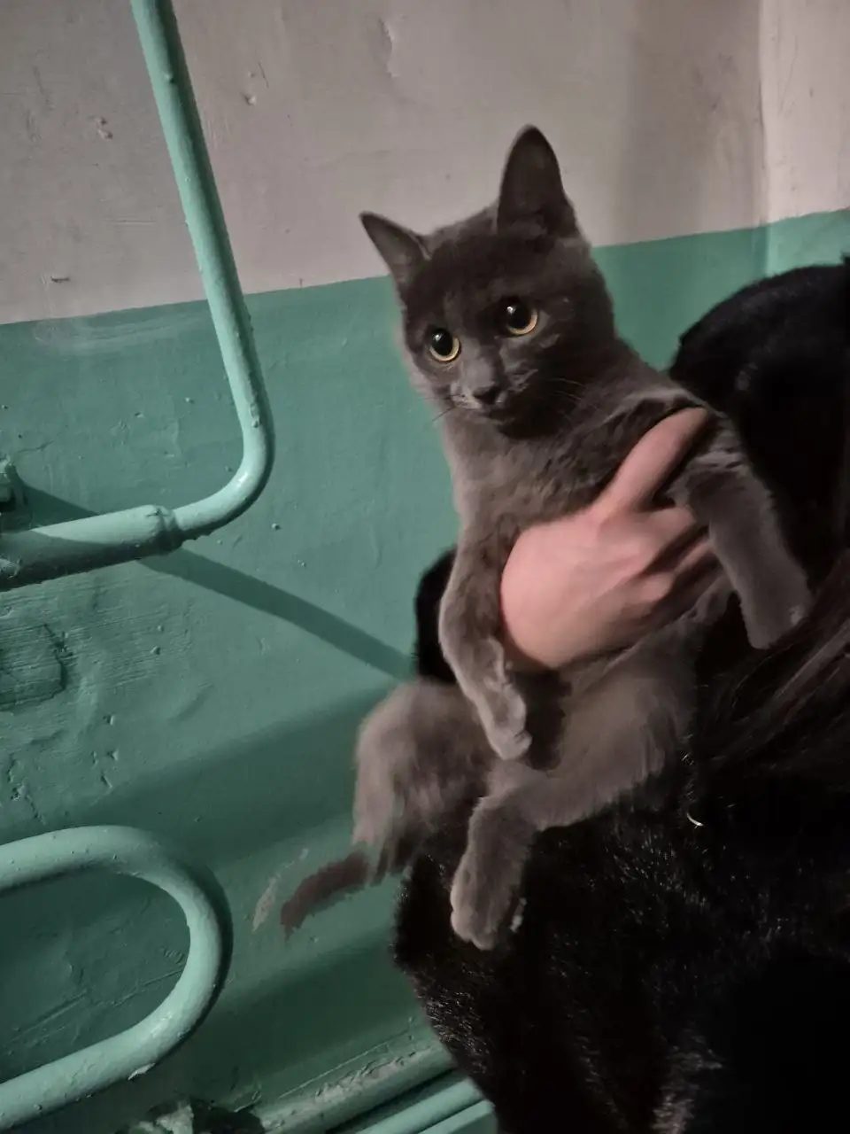 Найдена кошечка, похожая на британку - Кошки (Животные) в Иркутск