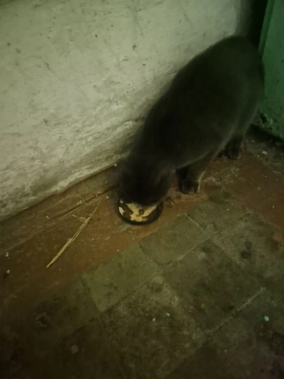 Найдена кошечка, похожая на британку - Кошки (Животные) в Иркутск