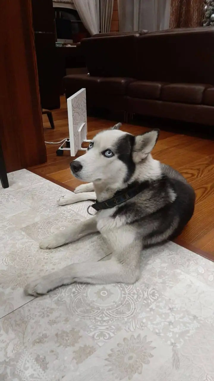 Пропал хаски Зевс в п.Новая Разводная - Животные в Новая Разводная