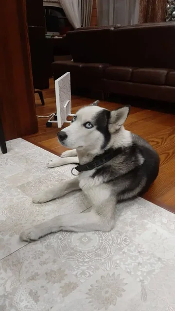 Пропал хаски Зевс в п.Новая Разводная - частное объявление в Новая Разводная