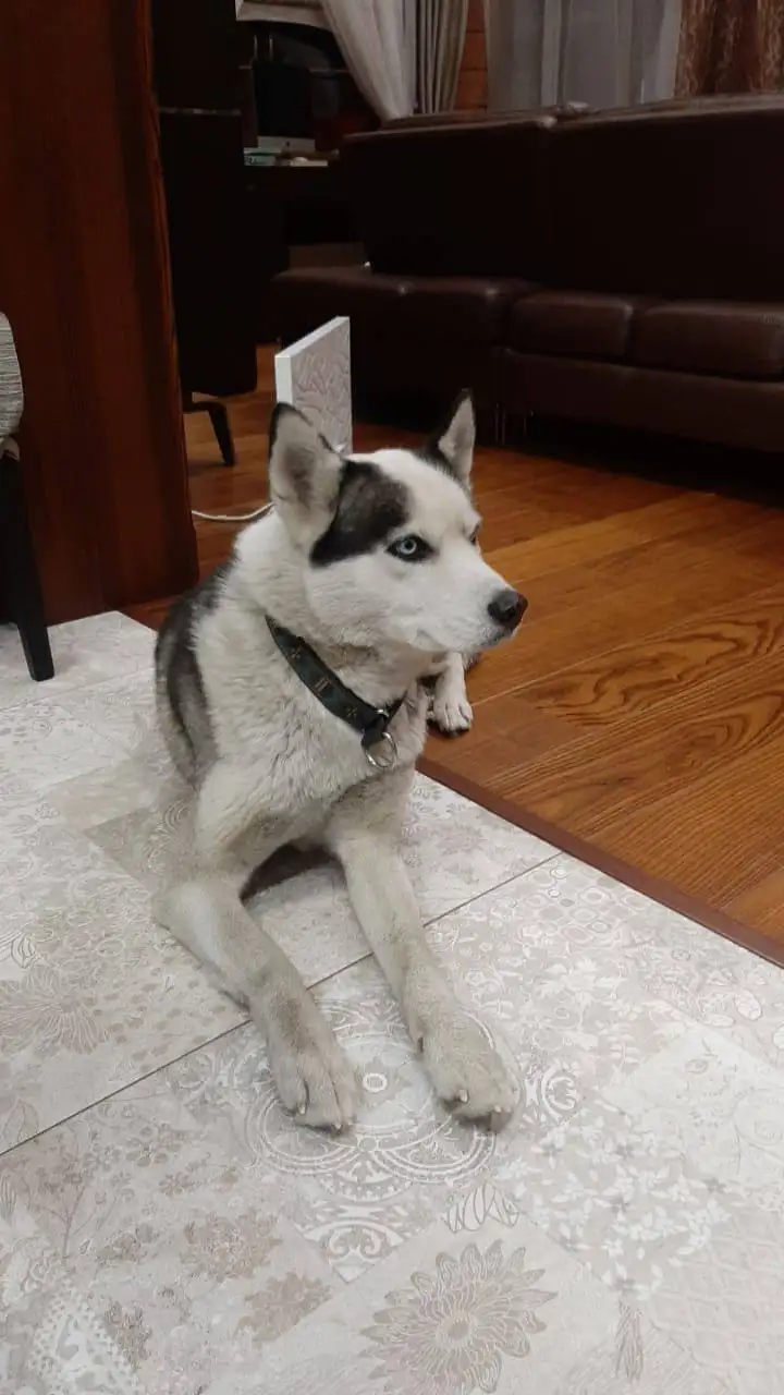 Пропал хаски Зевс в п.Новая Разводная - Животные в Новая Разводная