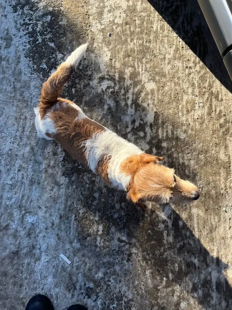 Потеряшка возле Удачи в Ново-Разводной - Животные в Иркутск