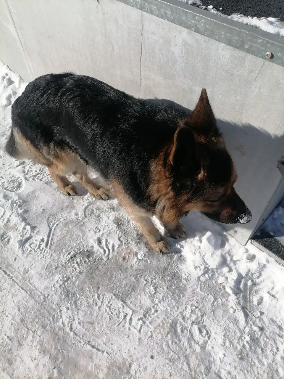 Потеряшка собака немецкая порода - Собаки (Животные) в Иркутск