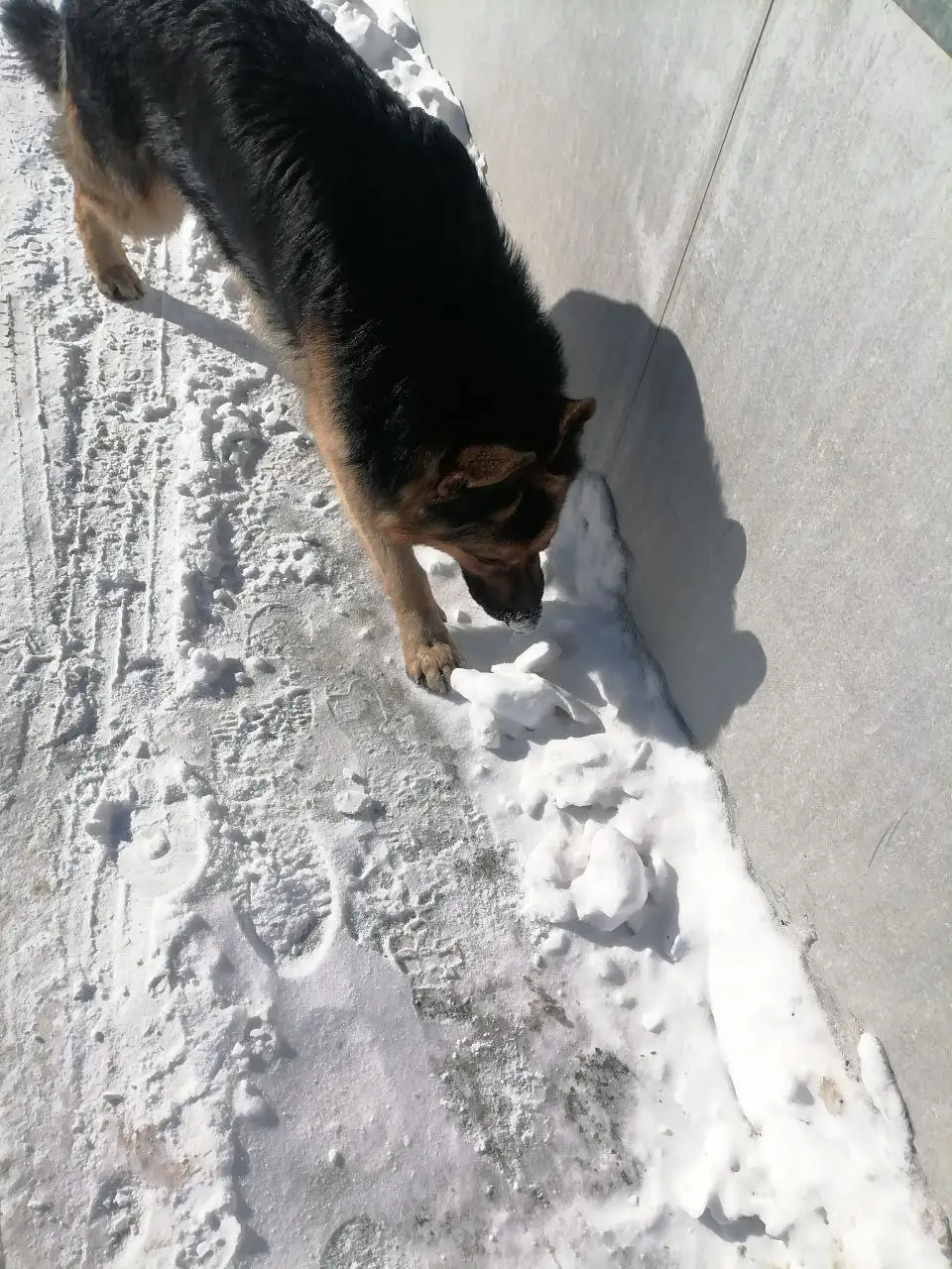 Потеряшка собака немецкая порода - Собаки (Животные) в Иркутск