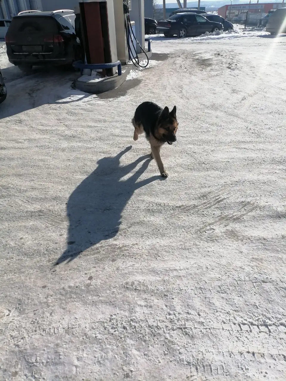 Потеряшка собака немецкая порода - Собаки (Животные) в Иркутск
