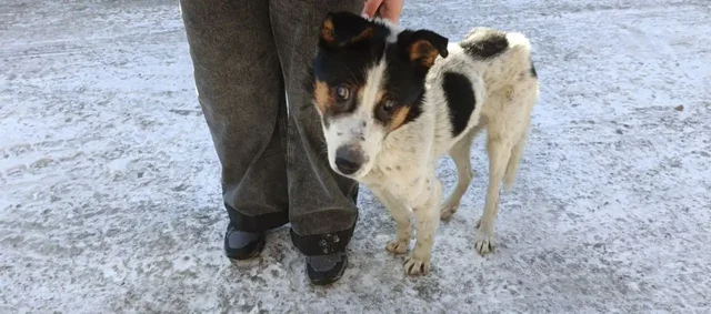 Найден пожилой слепой пёс в Ангарске, нужна передержка - Животные в Ангарск