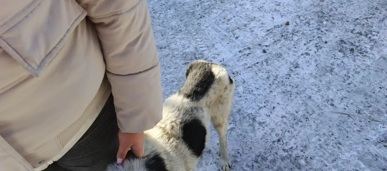 Найден пожилой слепой пёс в Ангарске, нужна передержка - Поиск хозяев (Животные) в Ангарск