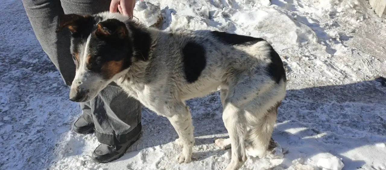 Найден пожилой слепой пёс в Ангарске, нужна передержка - Поиск хозяев (Животные) в Ангарск