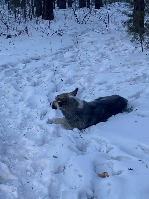 Потеряшка Иркутск: собака с травмой задних лап - Животные в Иркутск