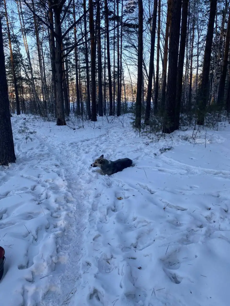 Потеряшка Иркутск: собака с травмой задних лап - Потерянные/найденные (Животные) в Иркутск