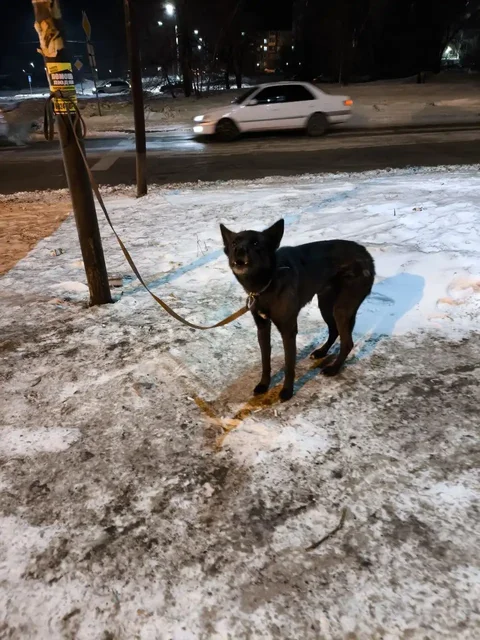 Потерянная собака в Ново-Ленино - Животные в Иркутск