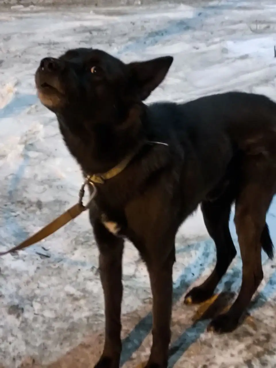 Потерянная собака в Ново-Ленино - Животные в Иркутск