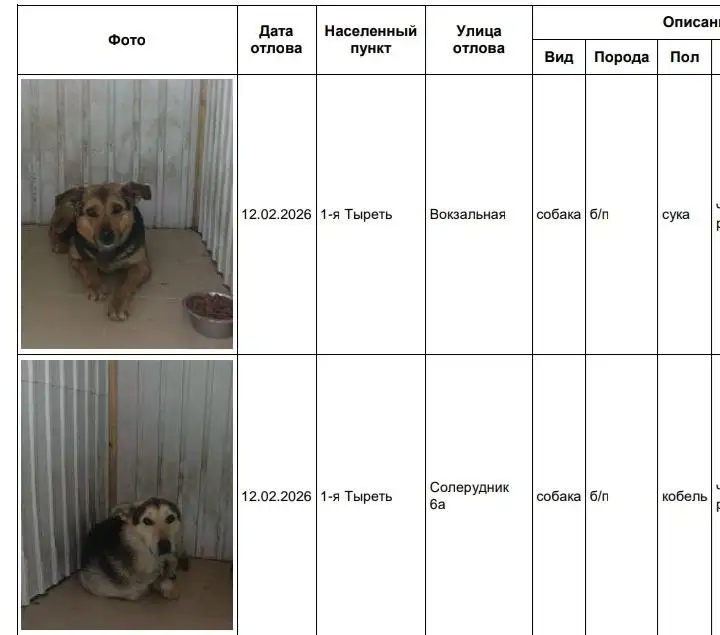 Отловленные собаки в приюте Усолья - Собаки (Животные) в Усолье
