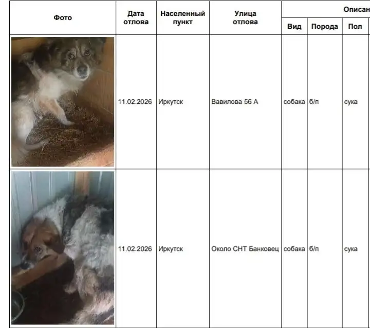 Потерянные собаки в Иркутске ищут хозяев - Собаки (Животные) в Иркутск